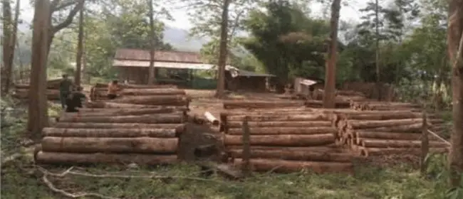 ไม้สักแท้จากป่าปลูก