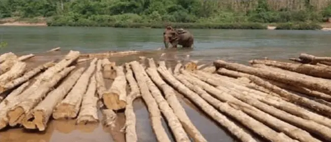 ที่มาของไม้สัก Dekho Wood