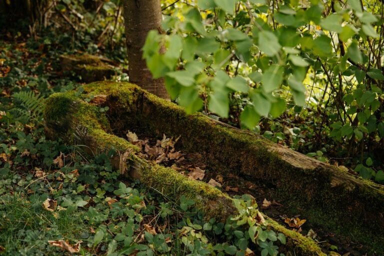 Moss-covered trough in a forest setting